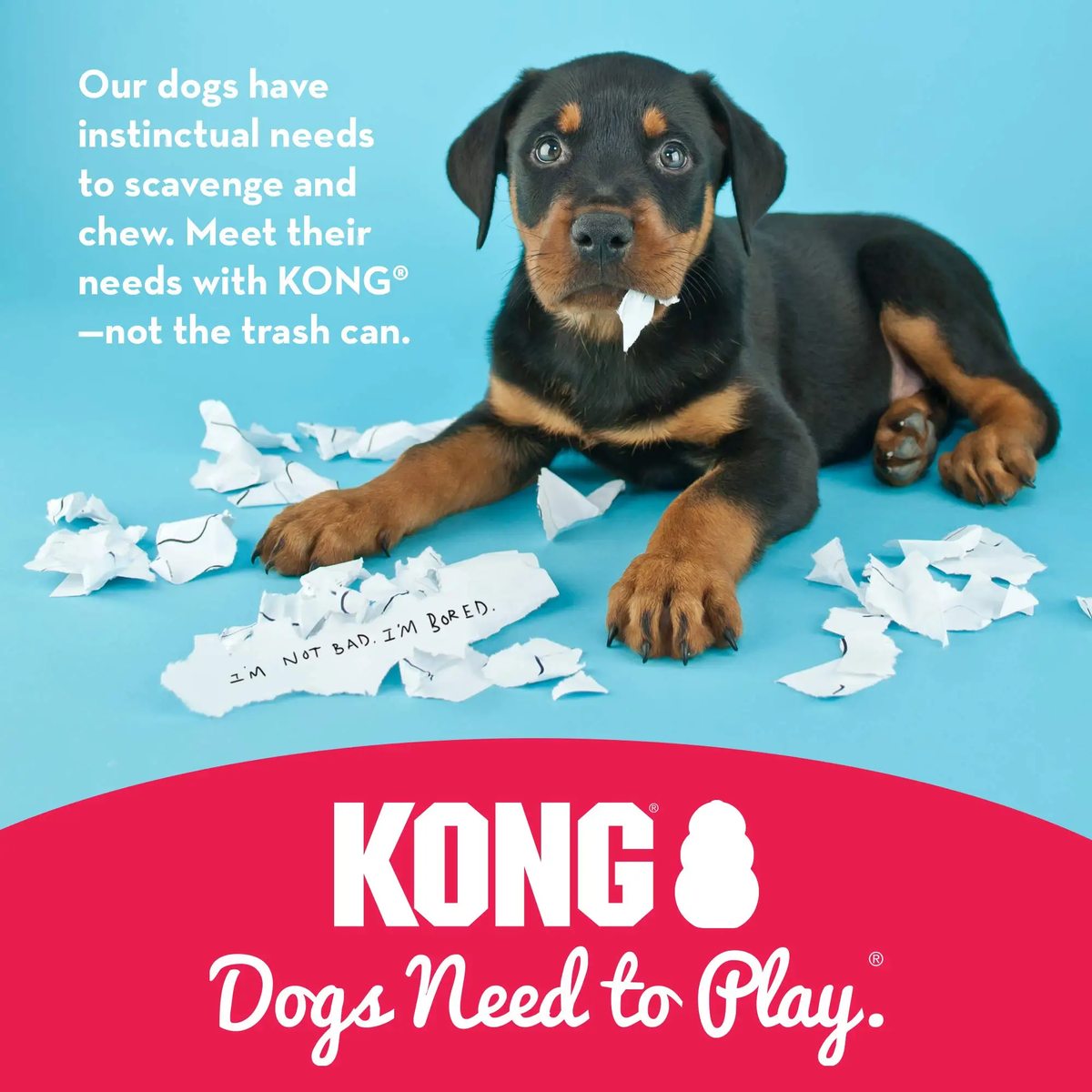 Rubber Kong Chew Toy - image 5